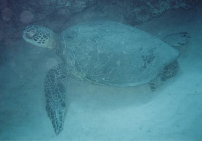 [sea turtle]