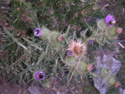 [bumble bees in milk thistle]