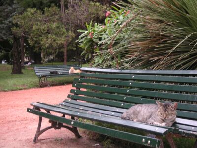 [cats on benches]
