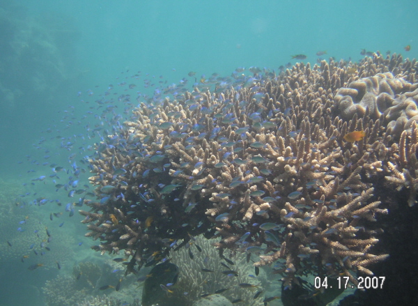 [tiny blue fish and coral]