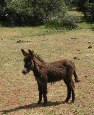 [baby burro]