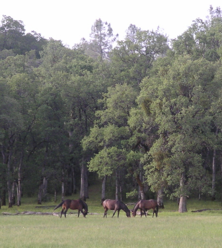 [wild horses]