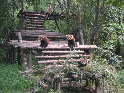 [red pandas]