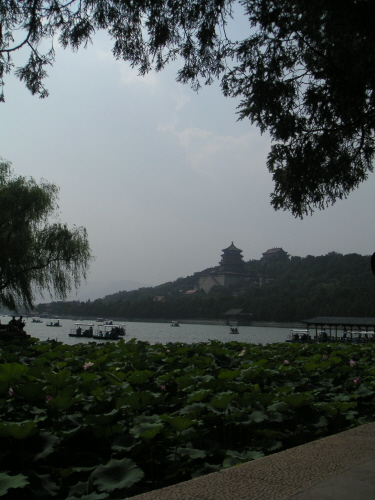 [lotus and lake]