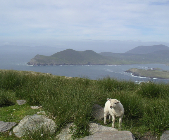 [lamb and sea]
