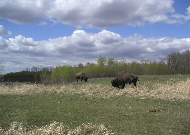 [bison]