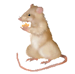 [rat eating cheese]