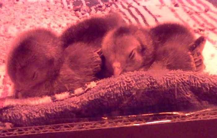 [fuzzy sleeping chicks]