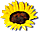 [sunflower]